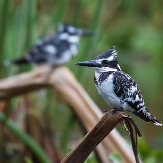 Lake Naivasha - Pied kingfishers